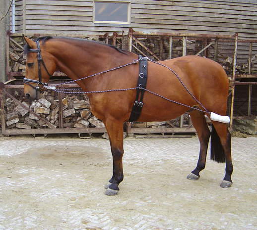 Harry's Horse Longeerhulpteugel